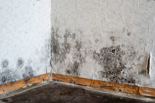 Best Mold Remediation  in USA